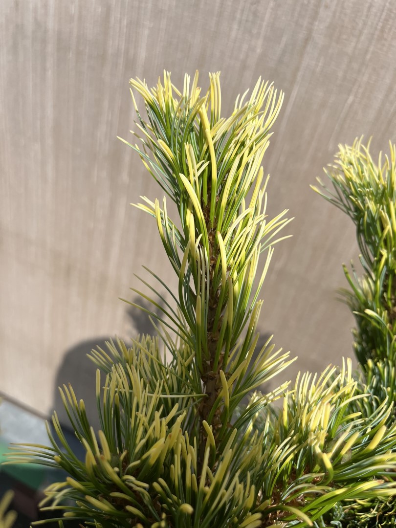 Pinus parviflora - Japanese White Pine 'Goldilocks'