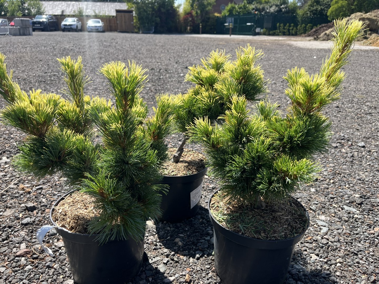 Pinus parviflora - Japanese White Pine 'Goldilocks'