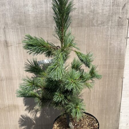 Pinus strobiformis - Southwestern White Pine 'White Winter'