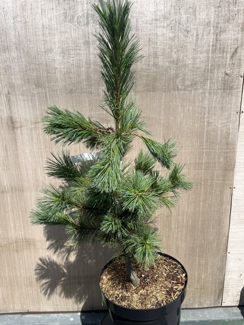 Pinus strobiformis - Southwestern White Pine 'White Winter'