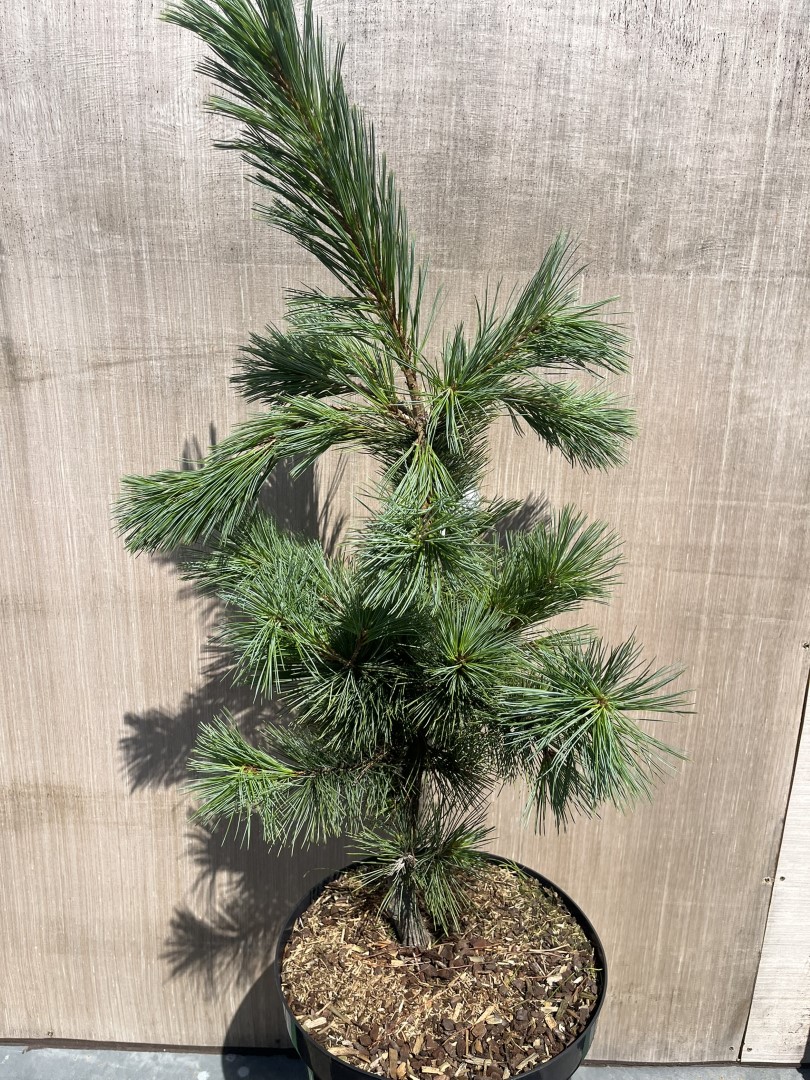 Pinus strobiformis - Southwestern White Pine 'White Winter'