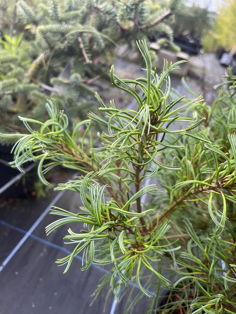 Pinus strobus - Weymouth pine 'Tiny Kurls'
