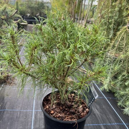 Pinus strobus - Weymouth pine 'Tiny Kurls'