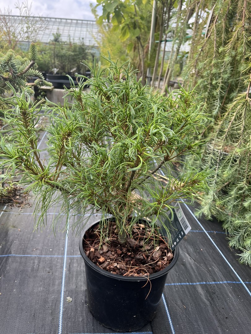 Pinus strobus - Weymouth pine 'Tiny Kurls'