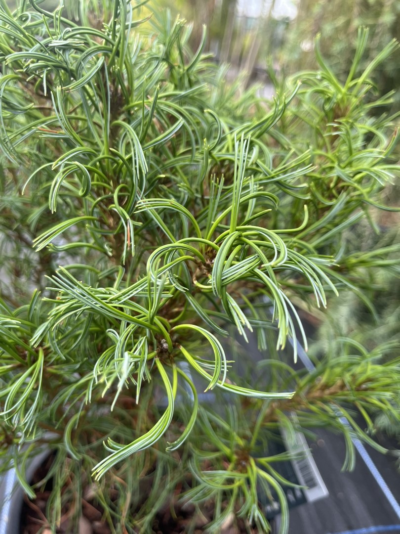 Weymouth pine 'Tiny Kurls' 20/40cm (5L) - Image 4