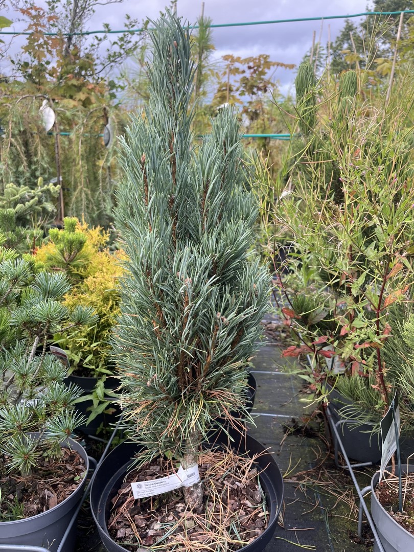 Pinus sylvestris - Scots pine 'Fastigiata'
