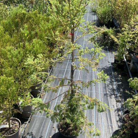 Sequoia sempervirens - Coast Redwood 'Silver Ghost'