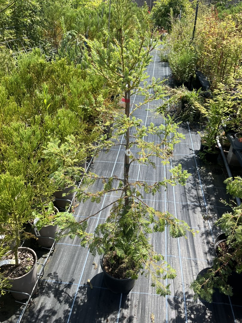 Sequoia sempervirens - Coast Redwood 'Silver Ghost'
