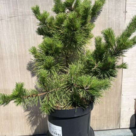 Pinus pungens - Table Mountain Pine 'Custer Locks'