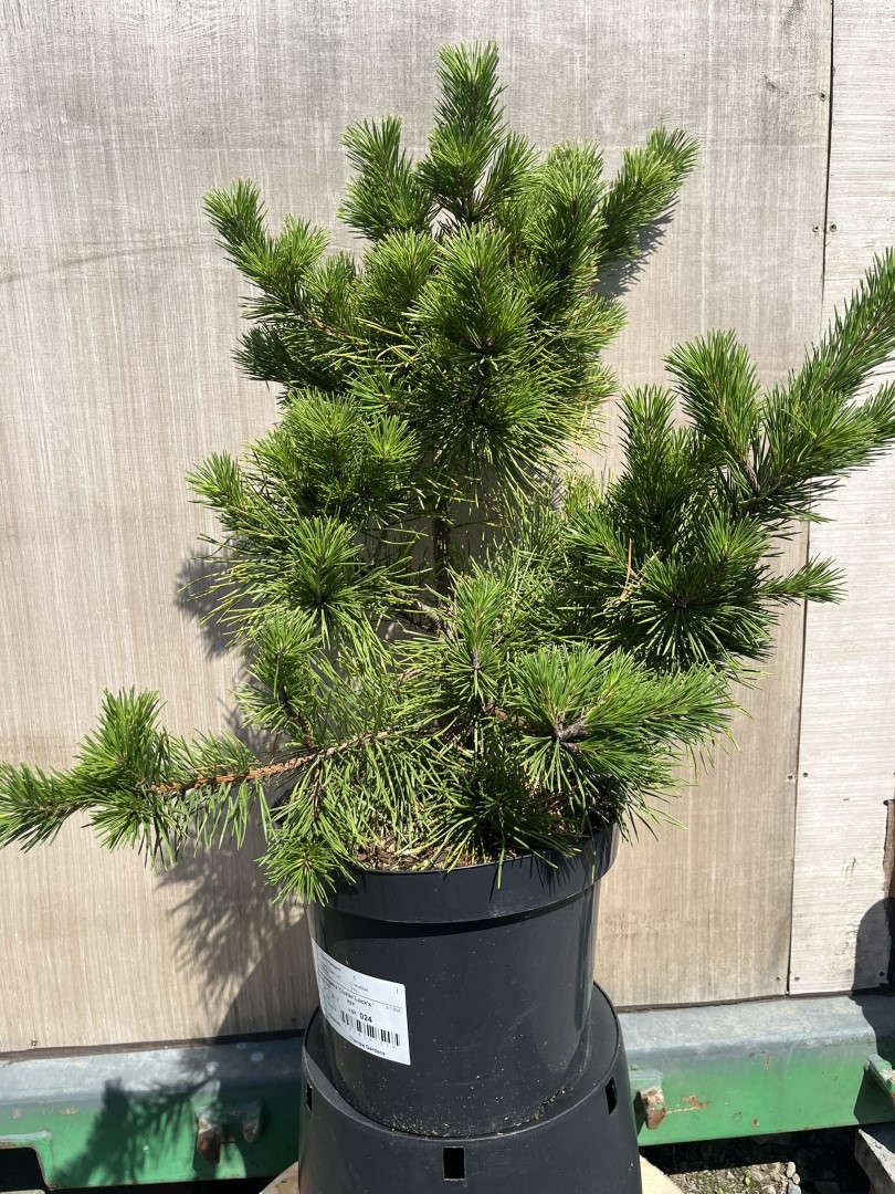 Pinus pungens - Table Mountain Pine 'Custer Locks'