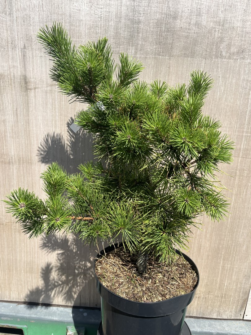 Pinus pungens - Table Mountain Pine 'Custer Locks'