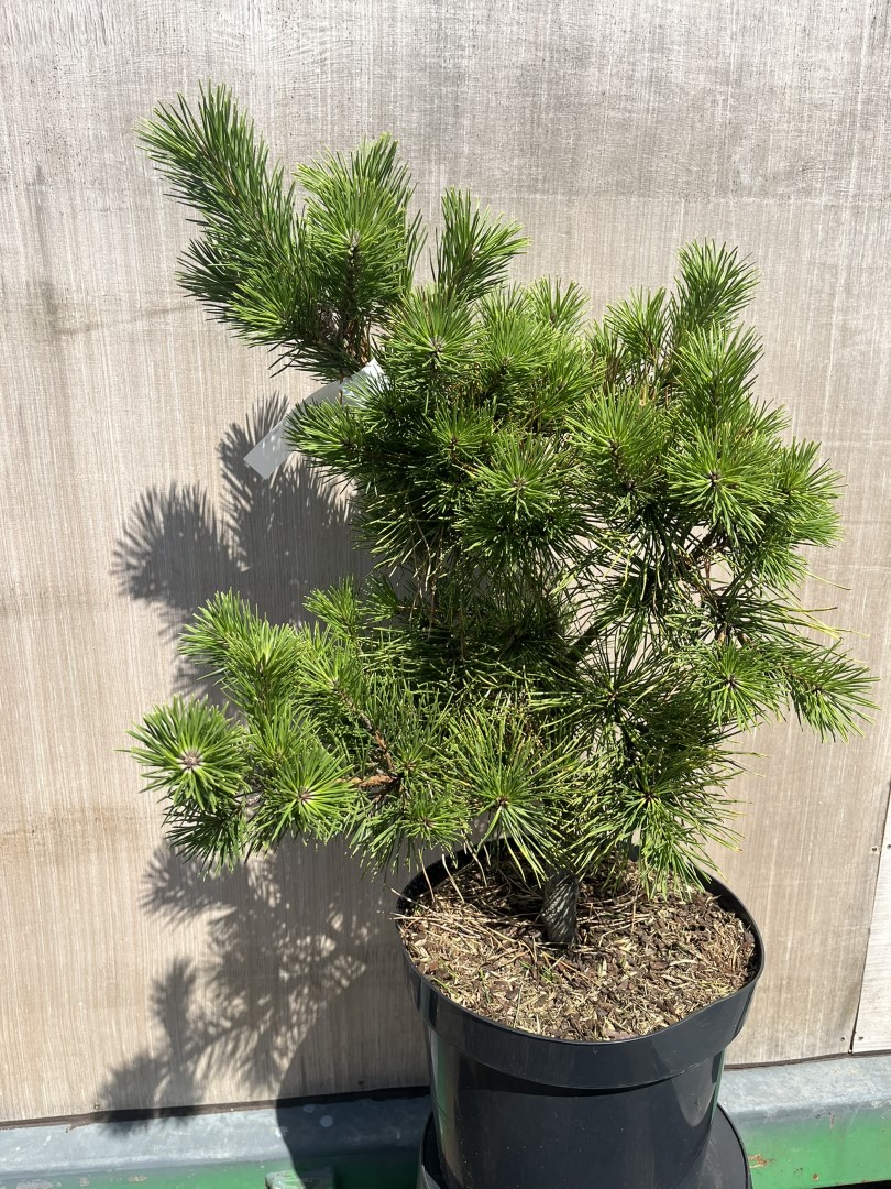 Pinus pungens - Table Mountain Pine 'Custer Locks'