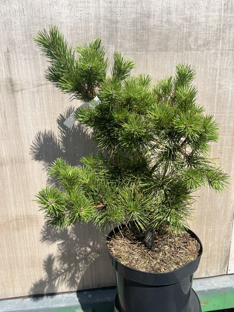 Pinus pungens - Table Mountain Pine 'Custer Locks'