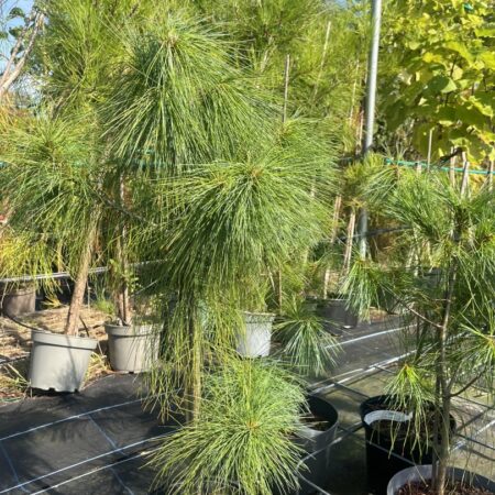 Bhutan Pine - Pinus griffithii syn. wallichiana