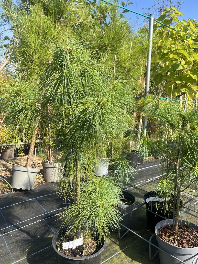 Bhutan Pine - Pinus griffithii syn. wallichiana