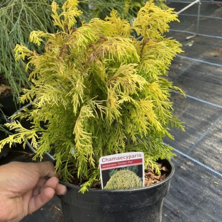 Chamaecyparis lawsoniana - Golden Pot