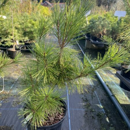 Pinus densiflora - Japanese red pine 'Alice Verkade'