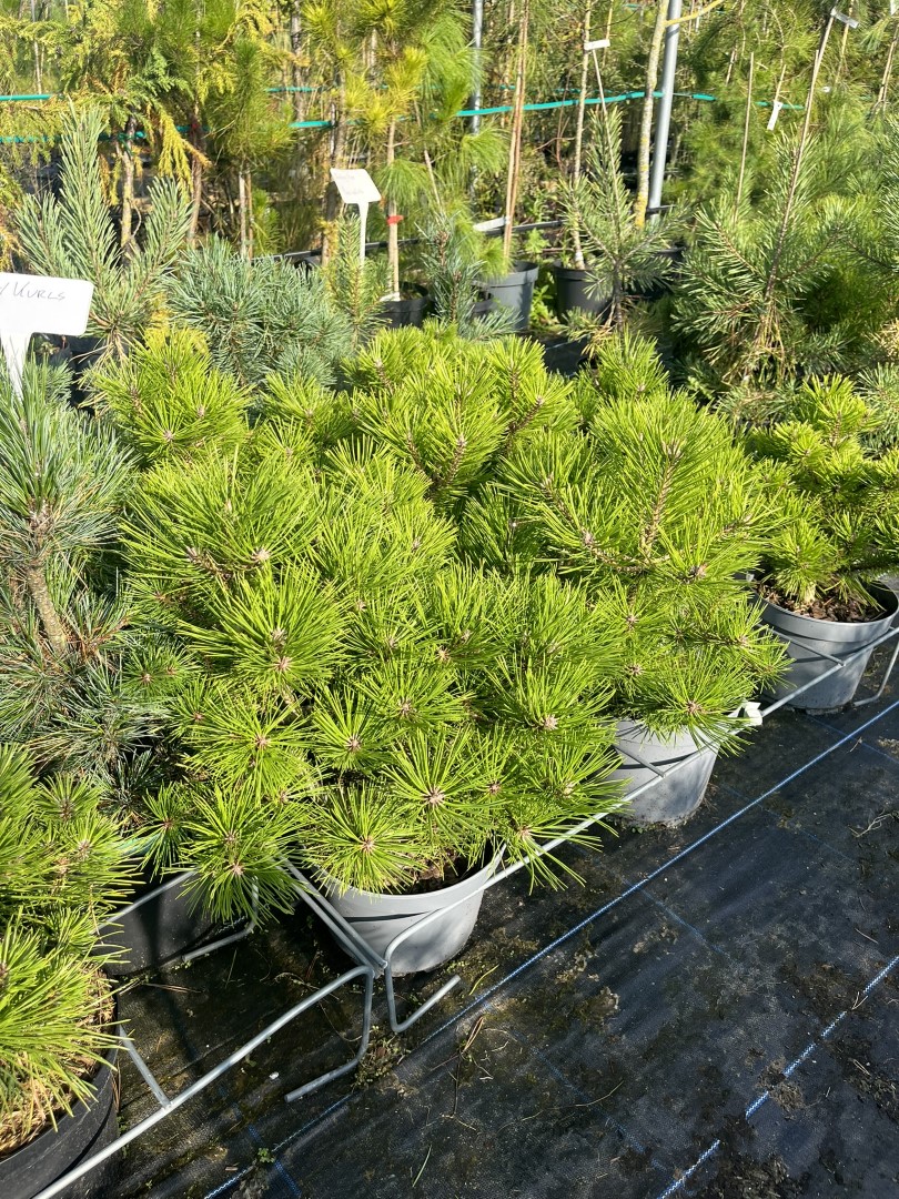 Pinus densiflora - Japanese red pine 'Low Glow