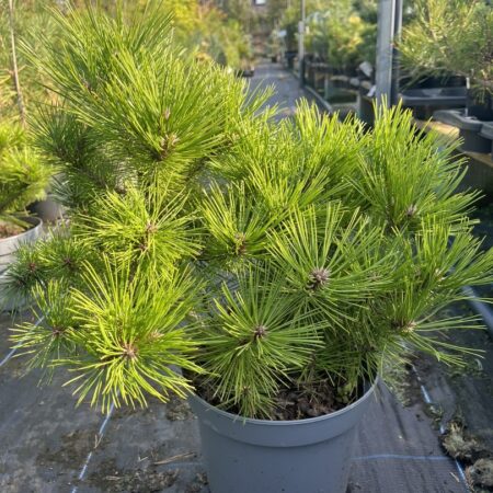 Pinus densiflora - Japanese red pine 'Low Glow