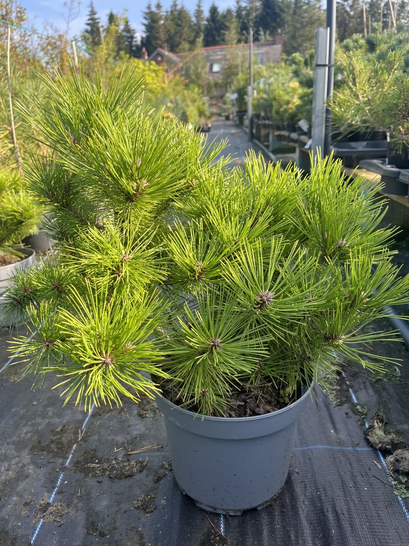 Pinus densiflora - Japanese red pine 'Low Glow