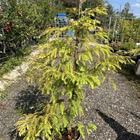 Dawn Redwood ‘Matthaei’ 120/140cm (10L)