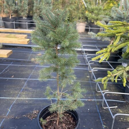 Picea glauca - White Spruce