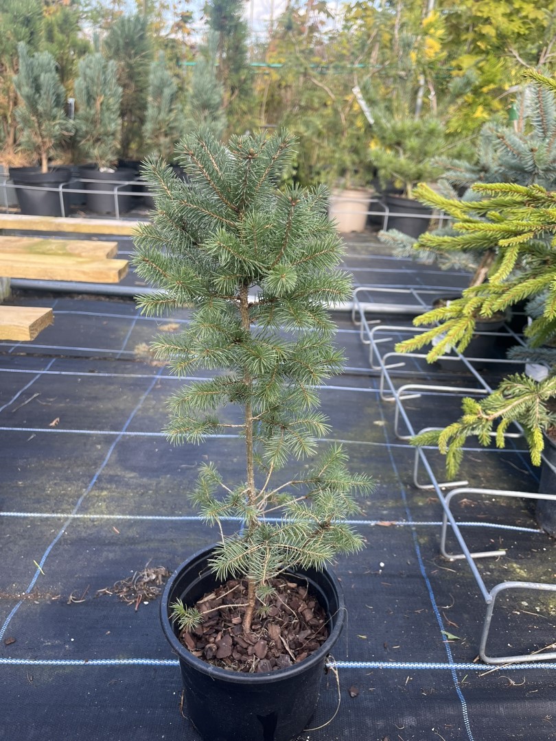 Picea glauca - White Spruce