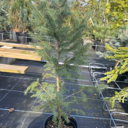 Picea glauca - White Spruce