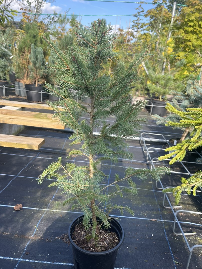 Picea glauca - White Spruce