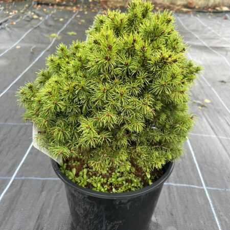 Picea glauca var. albertiana - Alberta Spruce 'Alberta Globe'