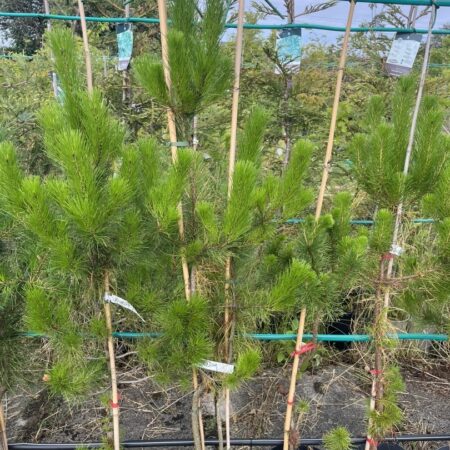 Pinus radiata - Monterey Pine