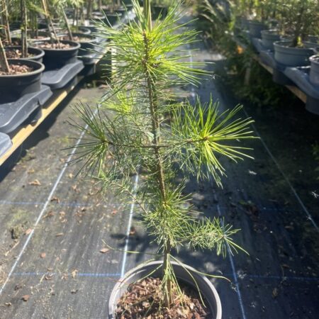 Pinus sylvestris - Scots Pine