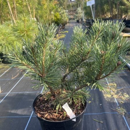 Pinus sylvestris - Scots pine 'Louisiana Lake'