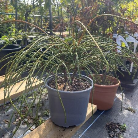 Thuja plicata - Western Red Cedar 'Whipcord'