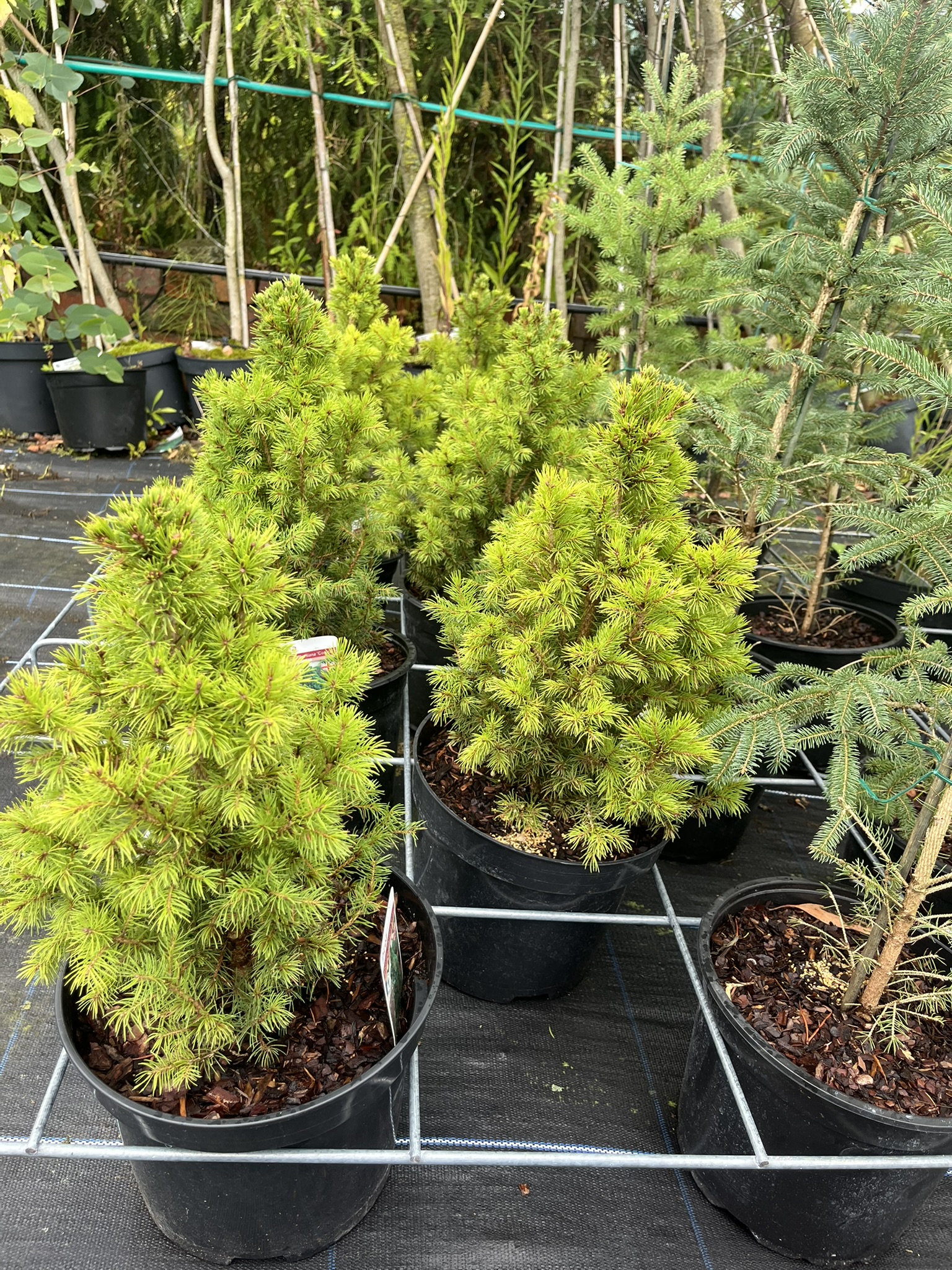 Alberta Spruce Conica - Picea glauca var. albertia