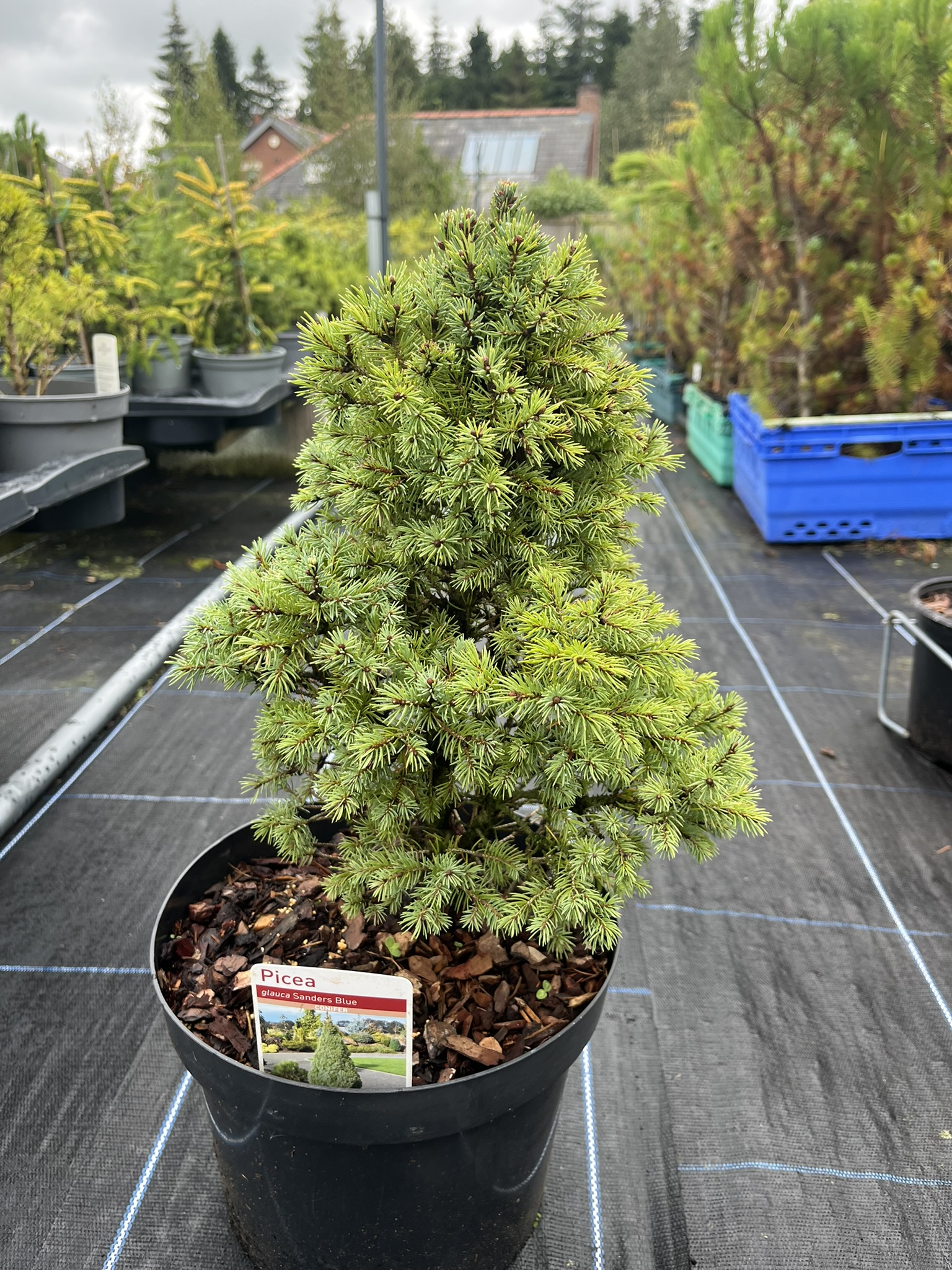 Alberta Spruce Conica - Picea glauca var. albertia