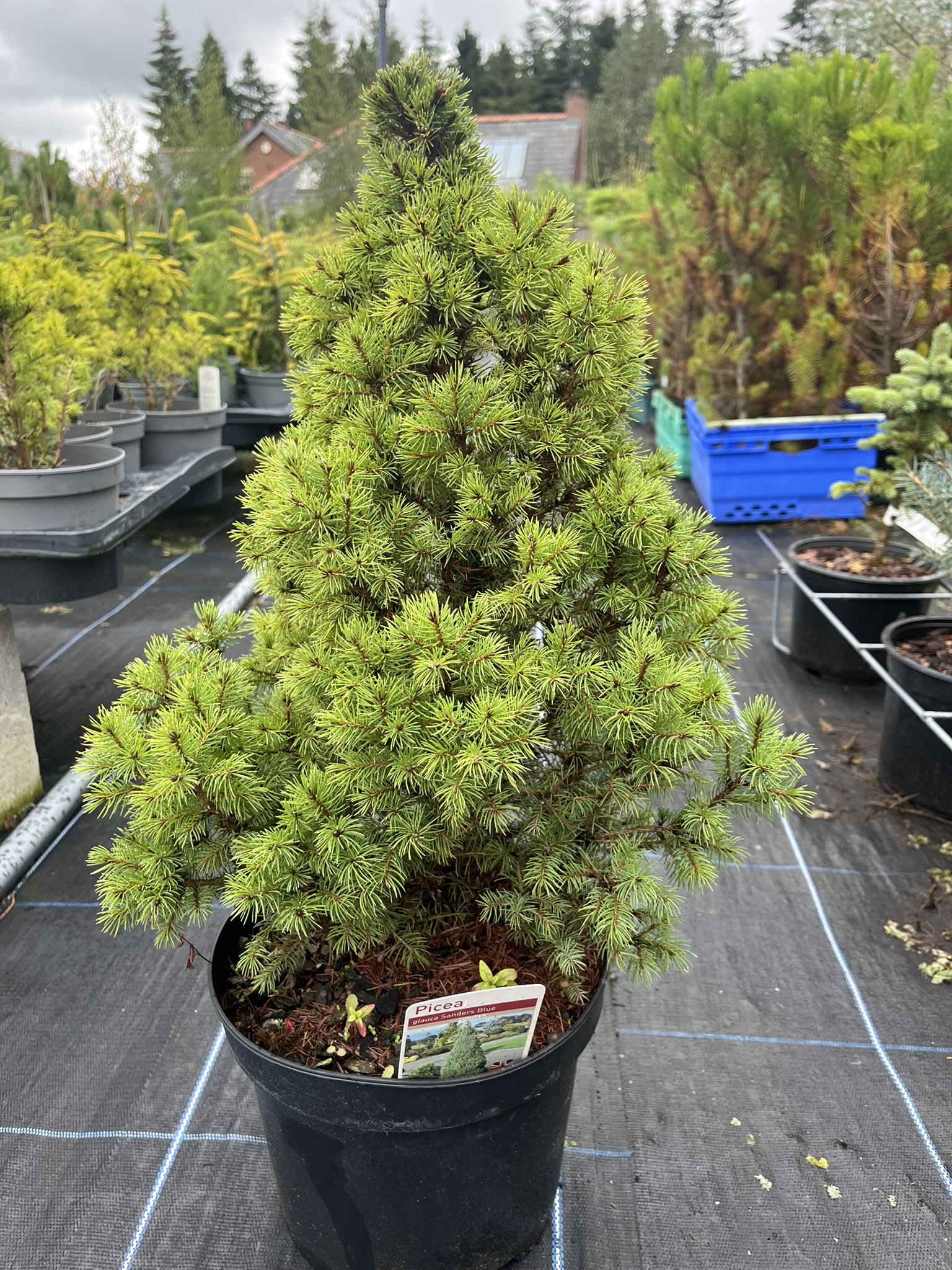 Alberta Spruce Conica - Picea glauca var. albertia
