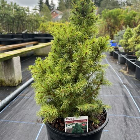 Alberta Spruce Conica - Picea glauca var. albertia
