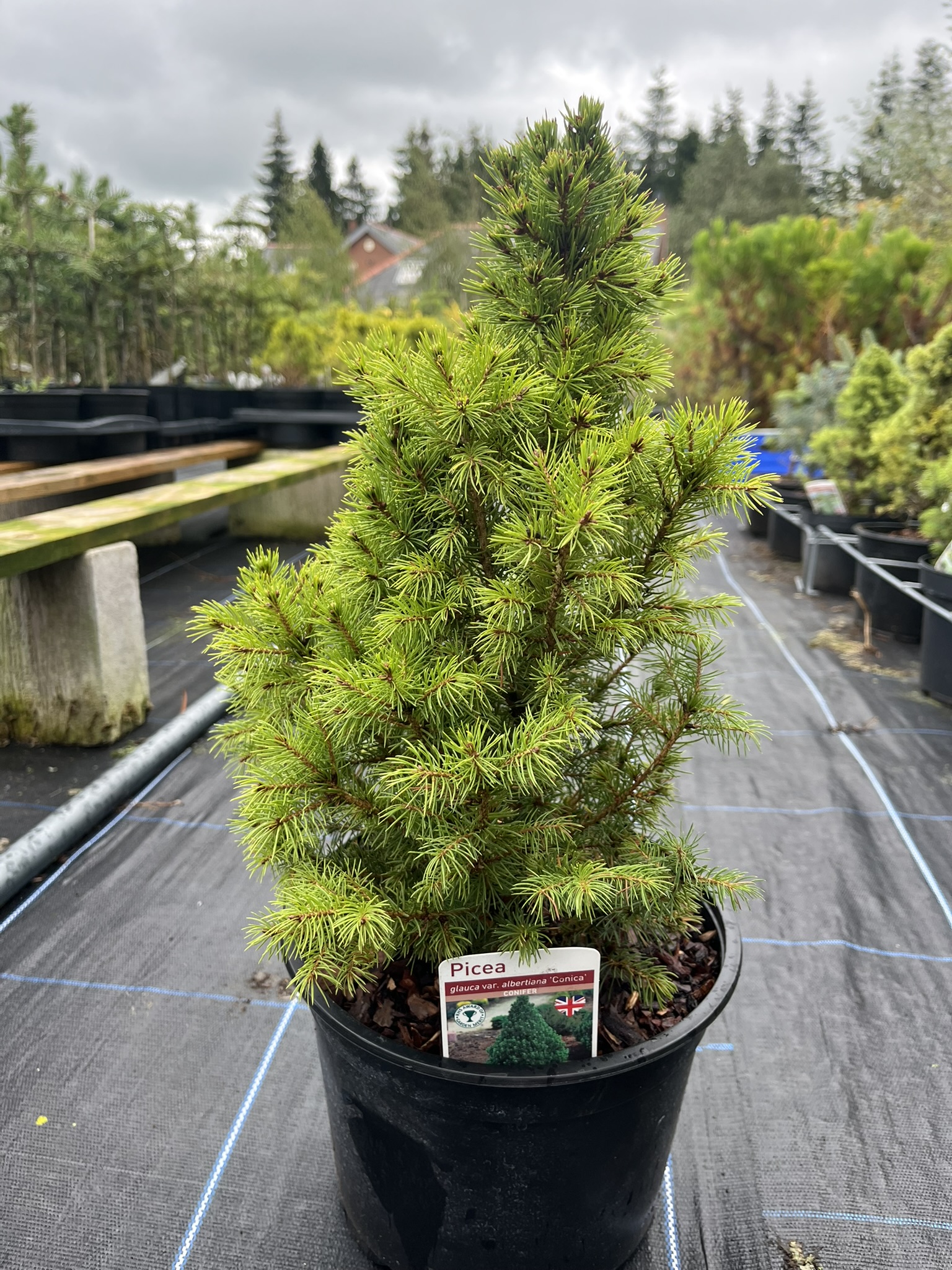 Alberta Spruce Conica - Picea glauca var. albertia