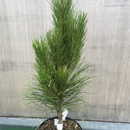 Austrian Pine Pyramidalis - Pinus nigra