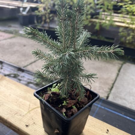 Black Spruce - Picea mariana