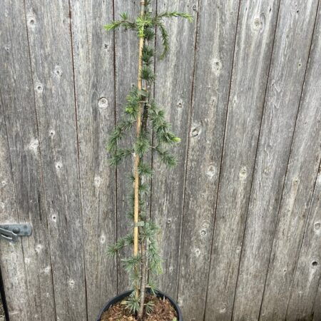 Blue Atlas Cedar 'Glauca Pendula' 80/100cm (5L) - Cedrus libani