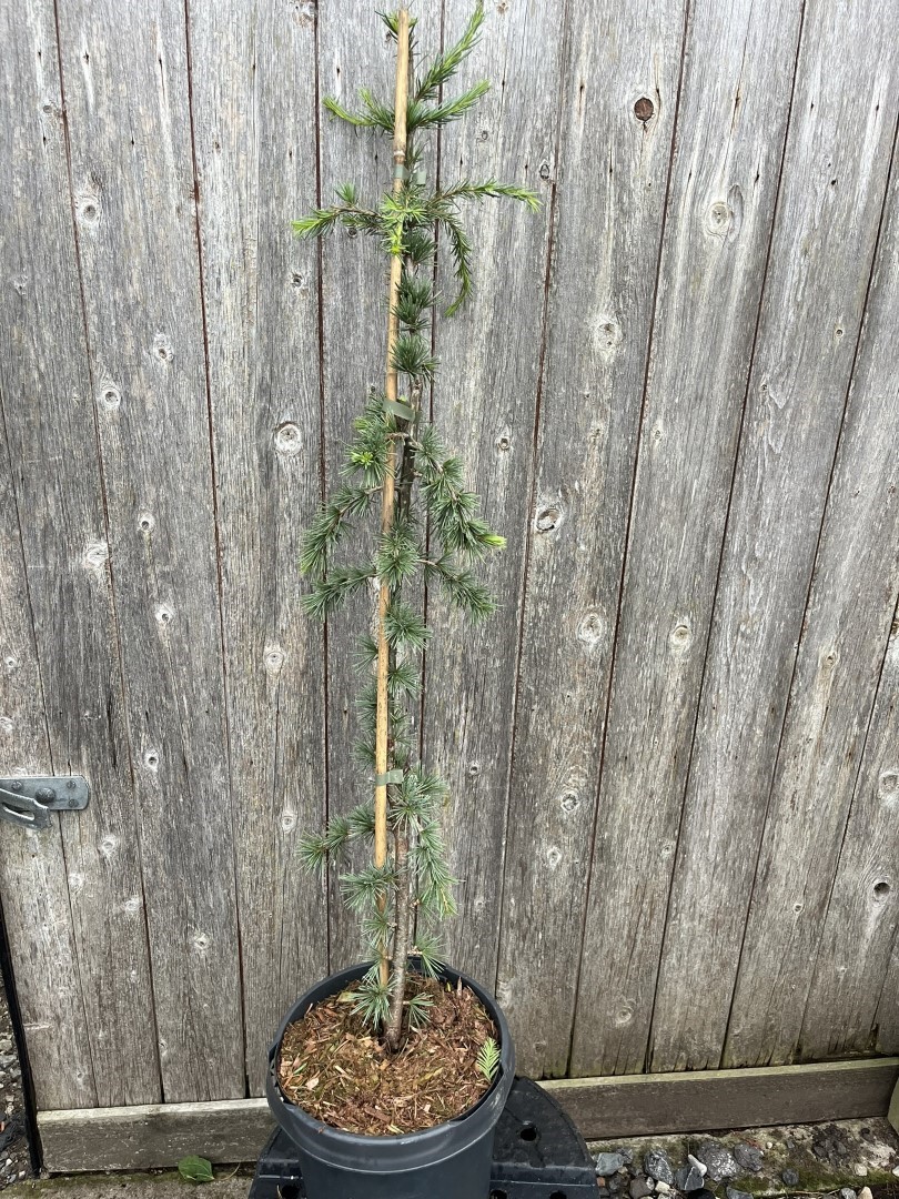 Blue Atlas Cedar 'Glauca Pendula' 80/100cm (5L) - Cedrus libani