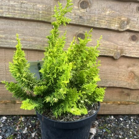 Chamaecyparis obtusa - Hinoki Cypress 'Teddy Bear'