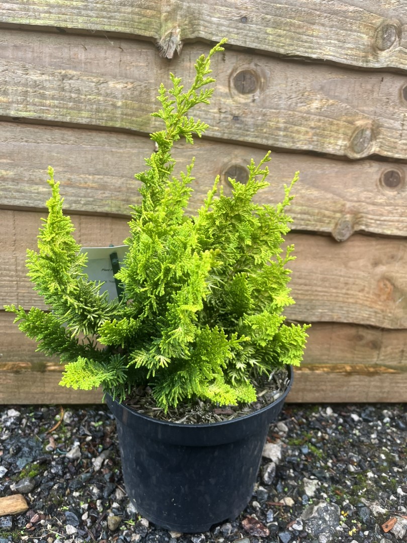 Chamaecyparis obtusa - Hinoki Cypress 'Teddy Bear'