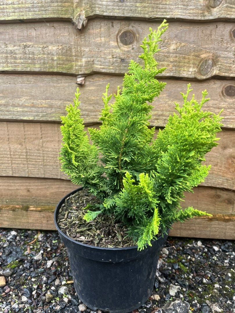 Chamaecyparis obtusa - Hinoki Cypress 'Teddy Bear'