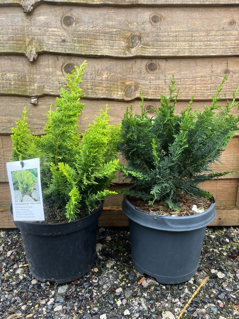 Chamaecyparis obtusa - Hinoki Cypress 'Teddy Bear'