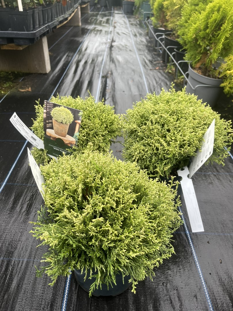 Chamaecyparis pisifera - Sawara Cypress 'White Pygmy'
