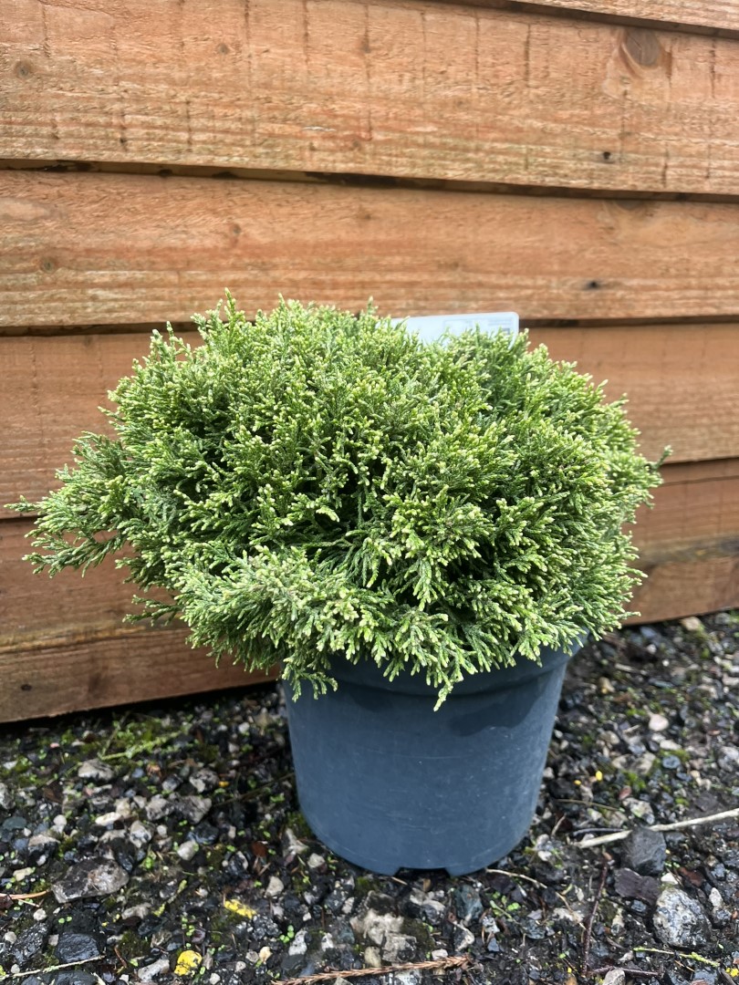 Chamaecyparis pisifera - Sawara Cypress 'White Pygmy'