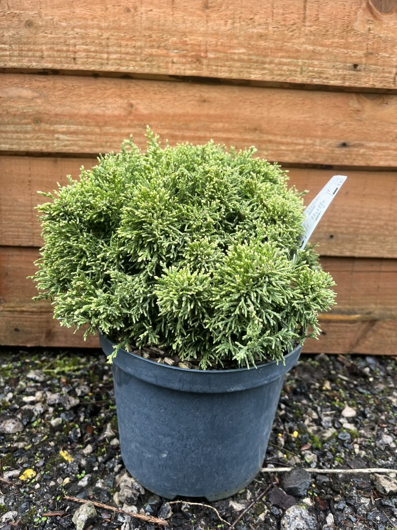 Chamaecyparis pisifera - Sawara Cypress 'White Pygmy'